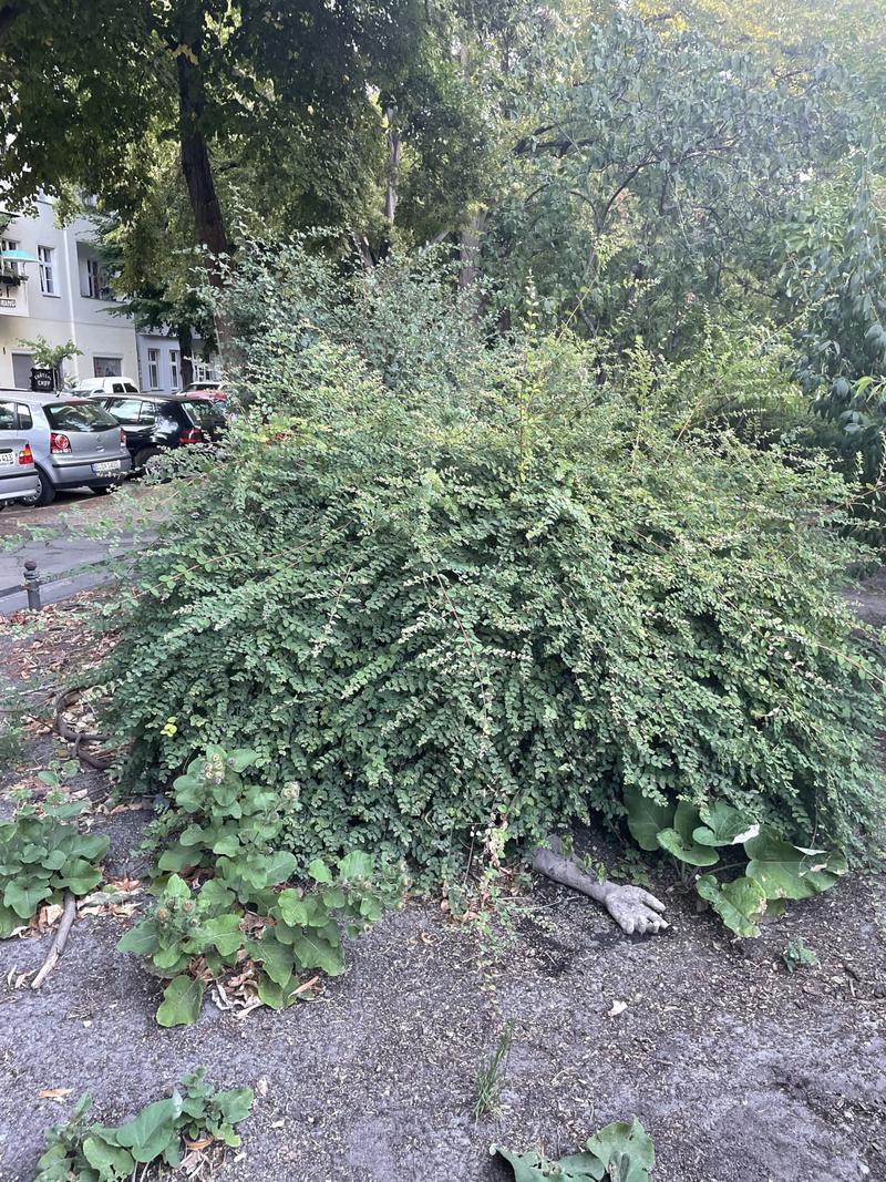 Dreck in die Wunde, image 7 of 10