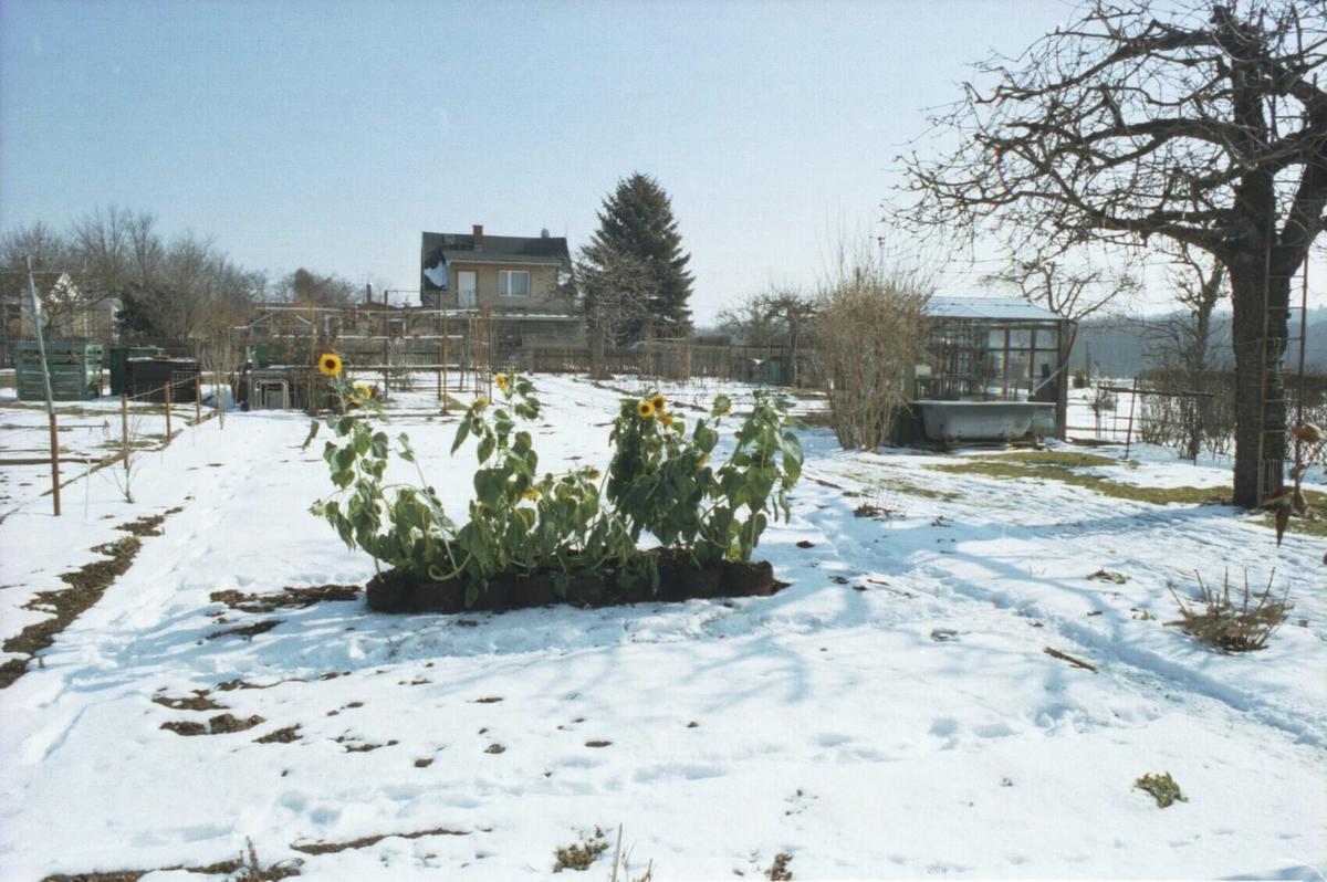 Sunflower garden