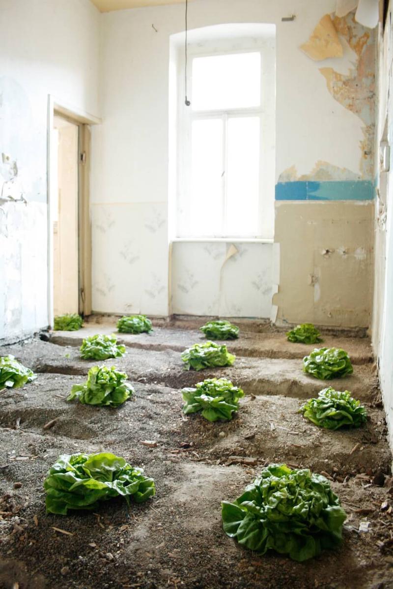 Kopfsalat