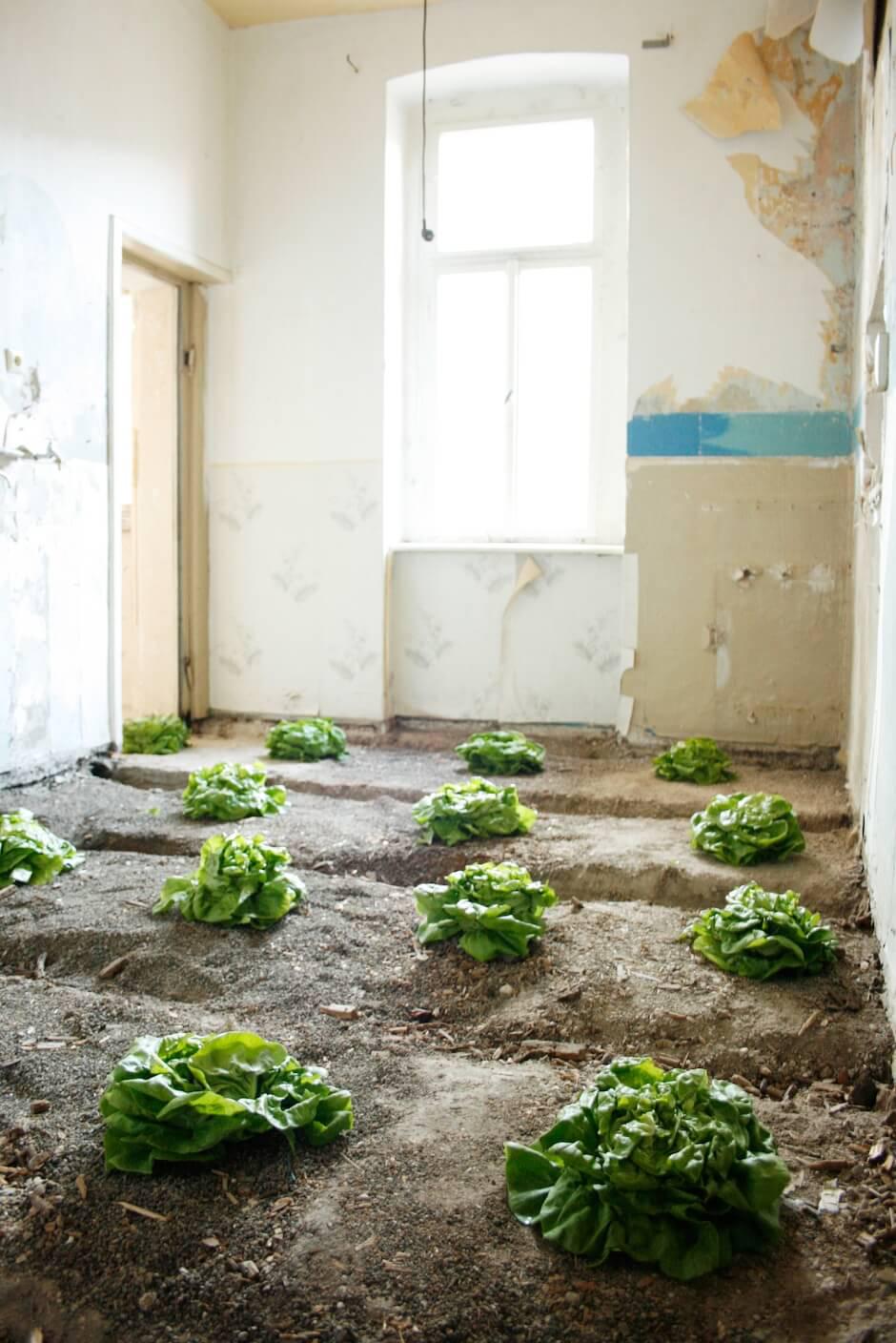 Kopfsalat