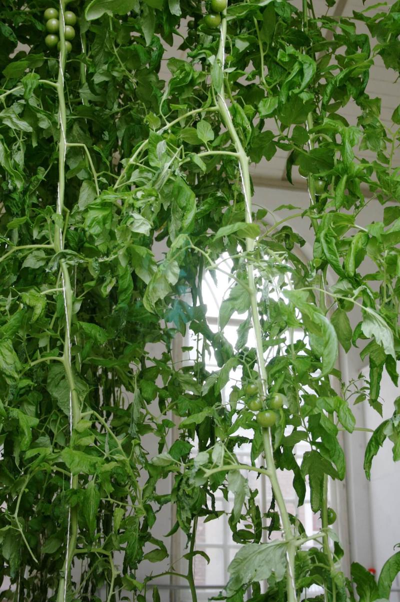 Playing God - Tomatoes, image 1 of 4