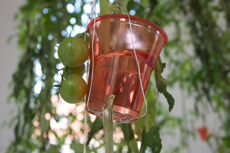 Playing God - Tomatoes, image 2 of 4
