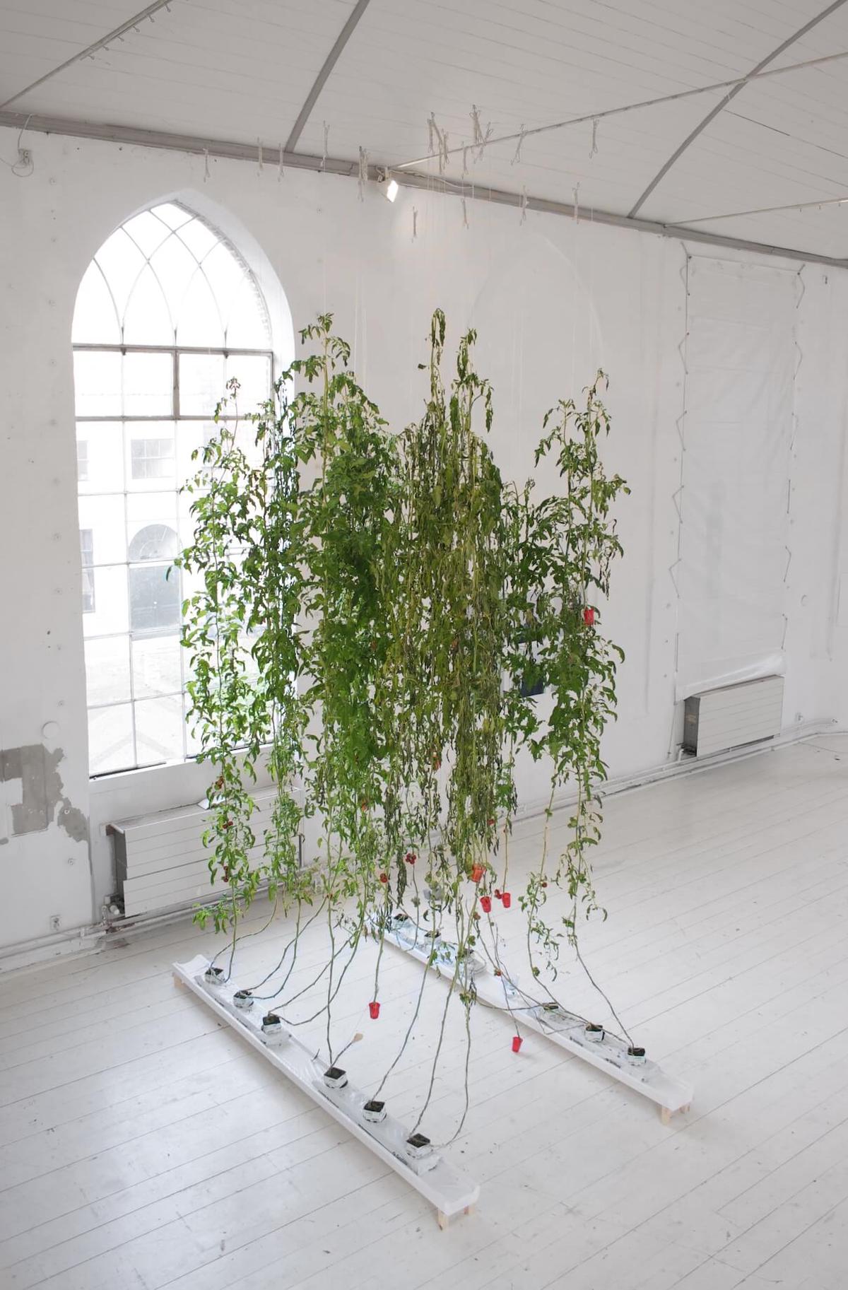 Playing God - Tomatoes, image 3 of 4