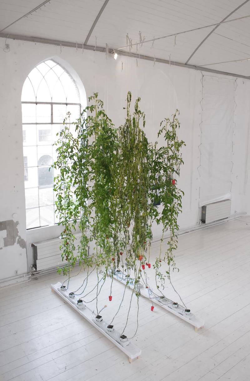 Playing God - Tomatoes, image 3 of 4